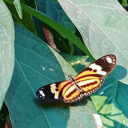 Posada Maria Iguazu Puerto Iguazú Dış mekan fotoğraf