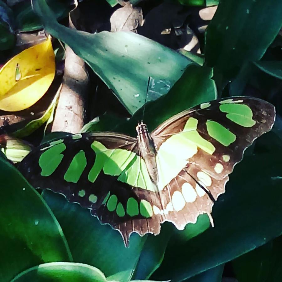 Posada Maria Iguazu Puerto Iguazú Dış mekan fotoğraf