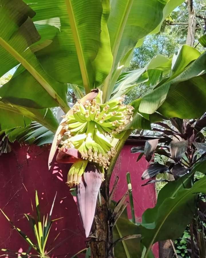 Posada Maria Iguazu Puerto Iguazú Dış mekan fotoğraf