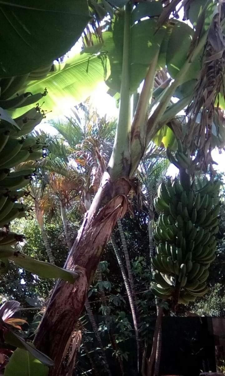 Posada Maria Iguazu Puerto Iguazú Dış mekan fotoğraf