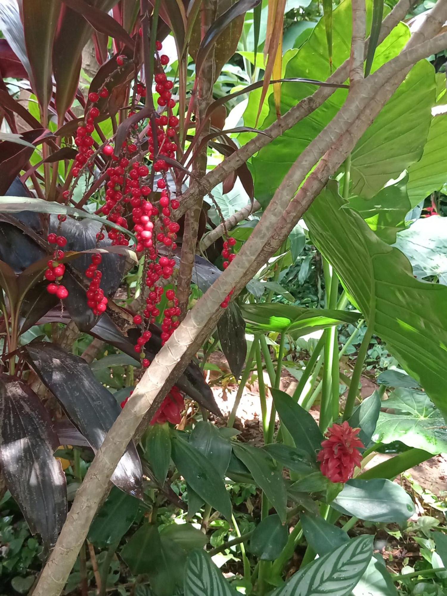 Posada Maria Iguazu Puerto Iguazú Dış mekan fotoğraf